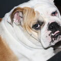 Engelse Bulldog