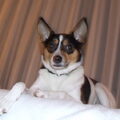 Boerenfox