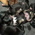 Do khyi kennel DEKYI CHAMPA