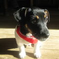 Jack Russell Terrier