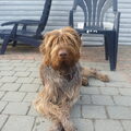 Duitse Staande Hond, Draadhaar