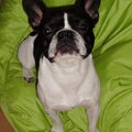 Franse Bulldog