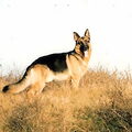 Duitse Herder