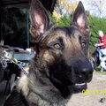 Mechelse Herder