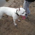 Amerikaanse Bulldog