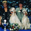 Engelse Setter