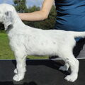 Engelse Setter