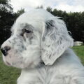 Engelse Setter