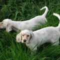 Engelse Setter