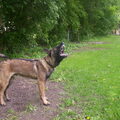 Mechelse Herder