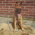 Mechelse Herder