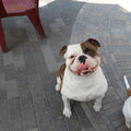 Old English Bulldog