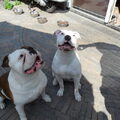 Old English Bulldog