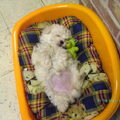 Maltezer