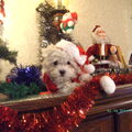 Maltezer