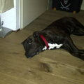 American Staffordshire Terrier