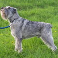 Schnauzer