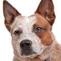 Australian Cattle Dog