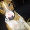 Bull Terrier