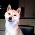 Shiba Inu