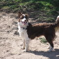 Australian Shepherd