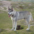 Siberische Husky