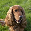 Engelse Cocker Spaniel