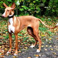 Podenco Ibicenco
