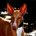 Podenco Ibicenco