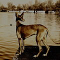 Podenco Ibicenco