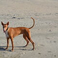Podenco Ibicenco