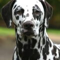 Dalmatische hond