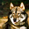 Laika, West Siberische