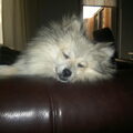 Keeshond, Klein