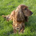Engelse Cocker Spaniel