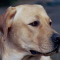 Labrador