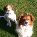 Kooikerhondje