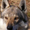 Tsjechoslowaakse Wolfhond
