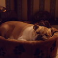 Old English Bulldog