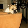 Old English Bulldog