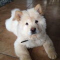 Chow chow