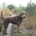 Labradoodle