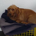 Basset Fauve de Bretagne
