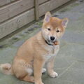 Shiba Inu