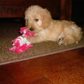 Labradoodle