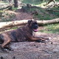 Boxer