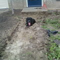 Cane Corso Italiano