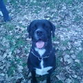 Cane Corso Italiano