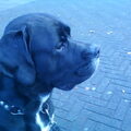 Cane Corso Italiano