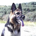Duitse Herder